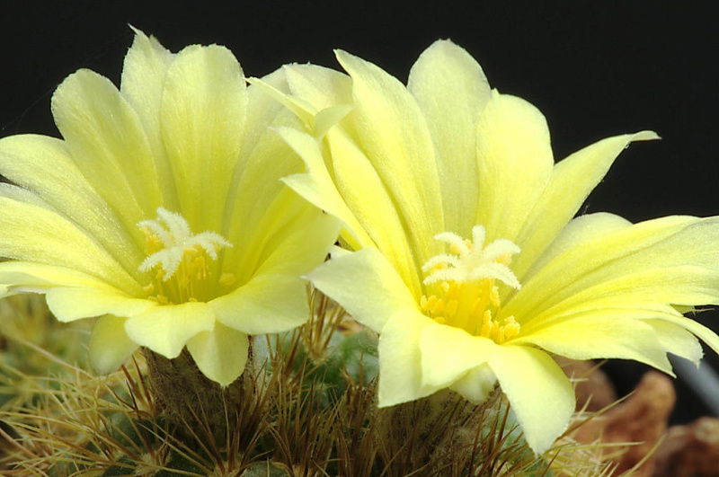 Файл:Frailea pumila 02.jpg