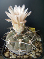 Gymnocalycium pugionacanthum 5.jpg