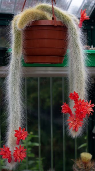 Файл:Hildewintera colademononis 3.jpg