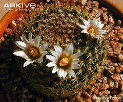 Mammillaria weingartiana 1.jpg