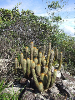 Micranthocereus auriazureus 4.JPG