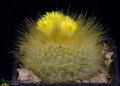Parodia chrysacanthion