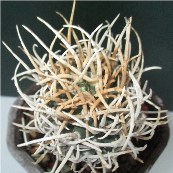 Файл:Pediocactus peeblesianus ssp. peeblesianus 3.jpg
