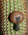 Pilosocereus piauhyensis