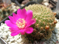 Rebutia mentosa ssp. mentosa 3.jpg