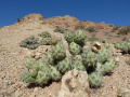 Tephrocactus alexanderi 161.JPG