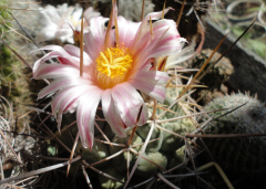 Thelocactus hexaedraphorus 38.jpg