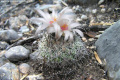 Turbinicarpus saueri ssp. saueri GM806