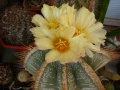 Astrophytum ornatum 4 - Sc.jpg