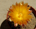 Austrocactus coxii
