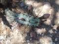 Cereus aethiops