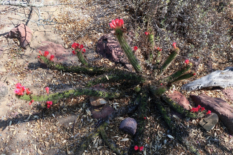 Файл:Cleistocactus samaipatanus 56.jpg