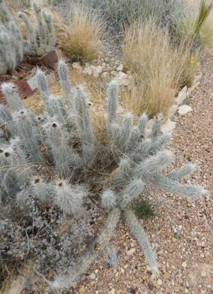 Файл:Grusonia bradtiana 2441.jpeg