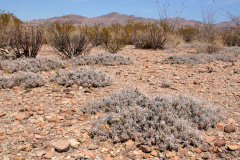 Grusonia schottii.jpg