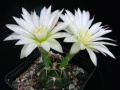Gymnocalycium denudatum 2 Clement.jpg