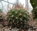 Gymnocalycium pflanzii ssp. pflanzii 2.jpg