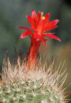 Matucana haynei ssp. hystrix 01.jpg