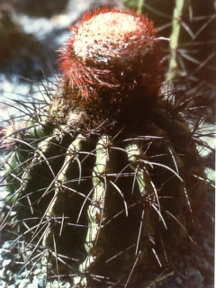Melocactus estevesii.jpg
