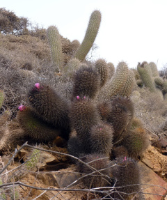 Neoporteria subgibbosa 5.jpg