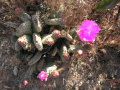 Opuntia basilaris 01.jpg