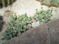 Opuntia dactylifera-Botanischer Garten München-Nymphenburg.JPG