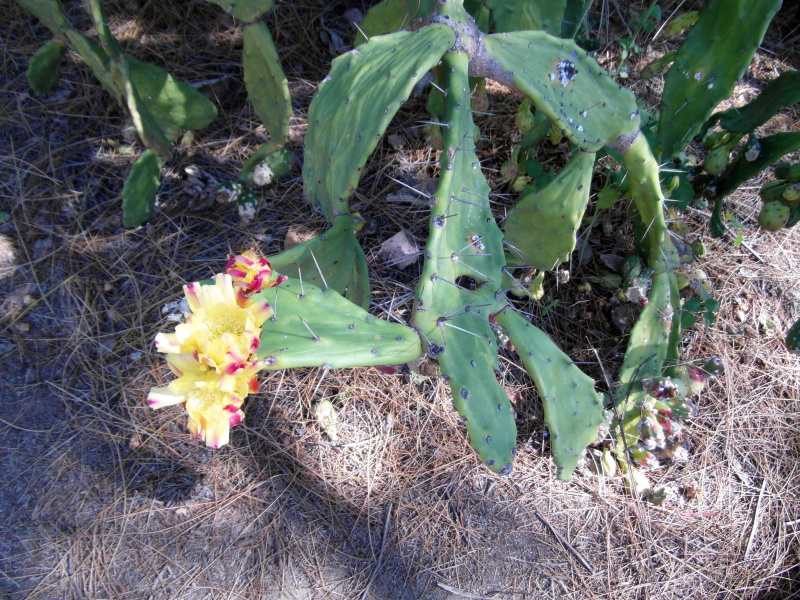 Файл:Opuntia monacantha 5.JPG