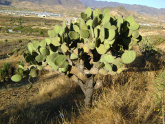 Opuntia velutina 1.jpg