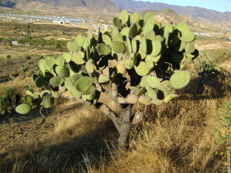Файл:Opuntia velutina 1.jpg