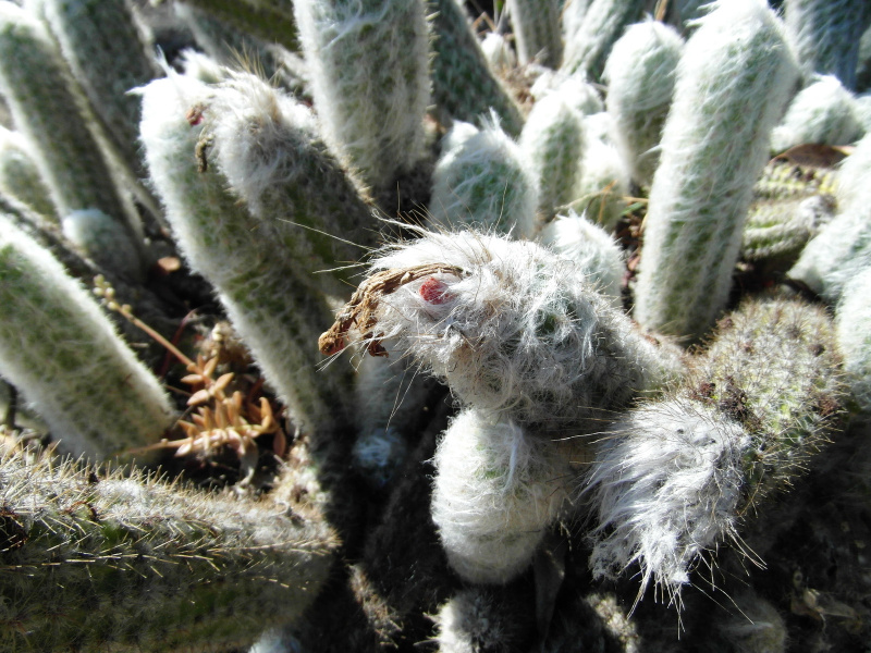 Файл:Oreocereus doelzianus ssp. sericatus 5.JPG