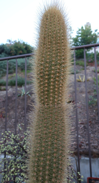 Файл:Pacherocactus orcuttii 1.jpg