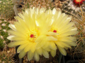 Parodia concinna 2.jpg