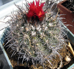 Parodia subterranea 1.JPG