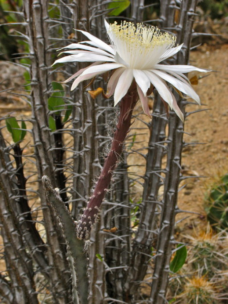 Файл:Peniocereus greggii var. transmontanus.jpeg