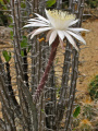 Peniocereus gregii var. transmontanus