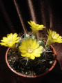 Rebutia neocumingii ssp. lanata 2.jpg