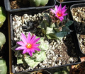 Turbinicarpus alonsoi Lofoporko.jpg