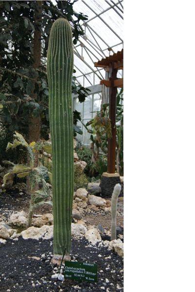 Файл:Cleistocactus micropetalus 1.jpg