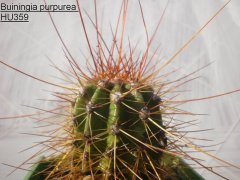 Coleocephalocereus purpureus.jpg