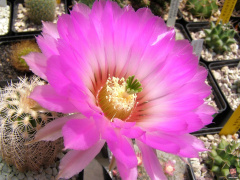Echinocereus reichenbachii ssp. reichenbachii var. albispinus1.jpg