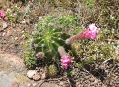 Echinopsis oxygona.JPG