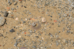 Eriosyce odieri odieri 0654.jpg