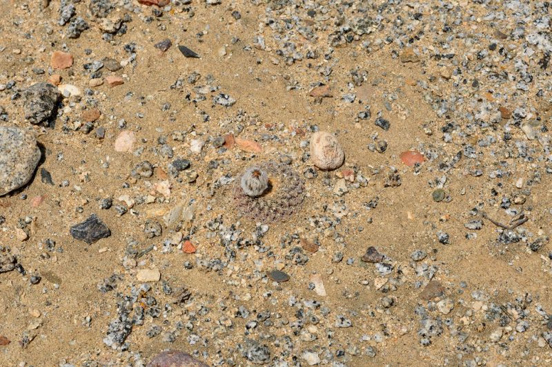 Файл:Eriosyce odieri odieri 0654.jpg