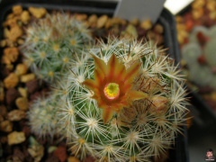 Escobaria emskoetteriana-John Stalker.jpg