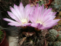 Gymnocalycium monvillei ssp. horridispinum