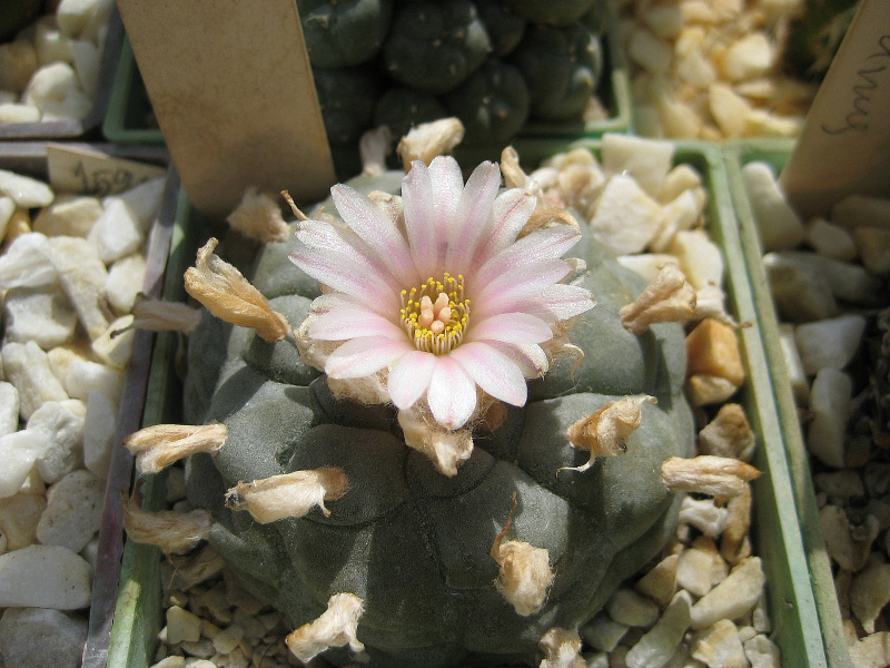 Файл:Lophophora williamsii var.texensis.jpg