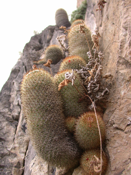 Файл:Mammillaria columbiana 3k.jpg
