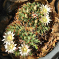 Mammillaria heyderi meiacantha 02.jpg