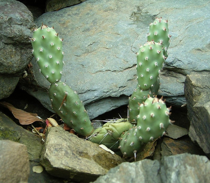 Файл:Opuntia pinkavae 1es.jpg
