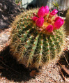 Parodia (Notocactus) herteri 600.jpg