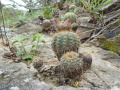 Parodia stockingeri 2.JPG